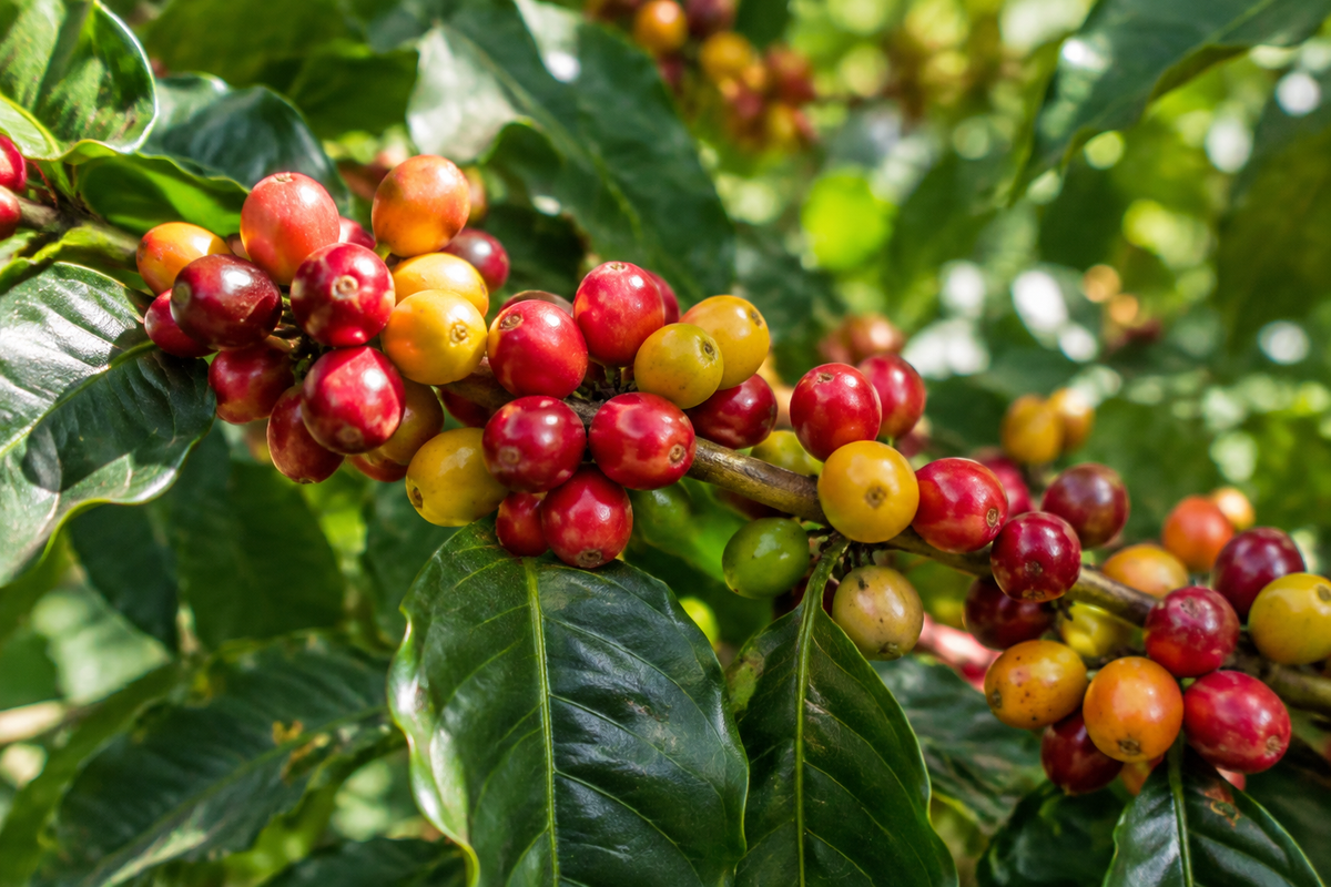 Catuai and Mundo Novo Coffee Varieties